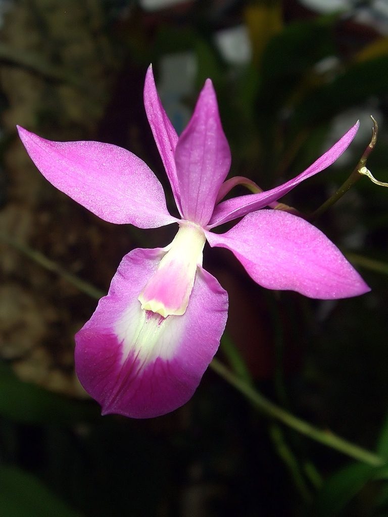 Barkeria