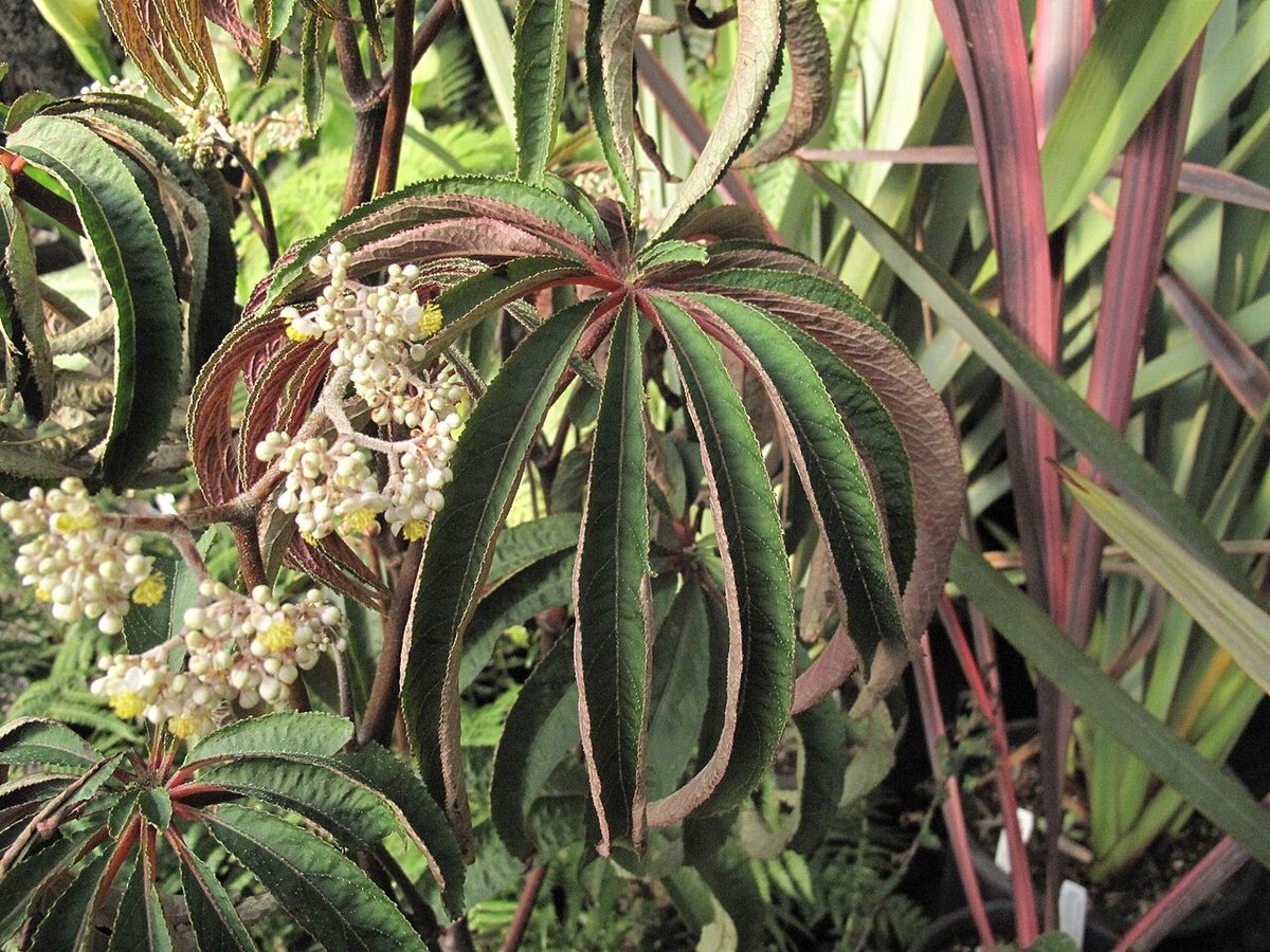 Begonia luxurians