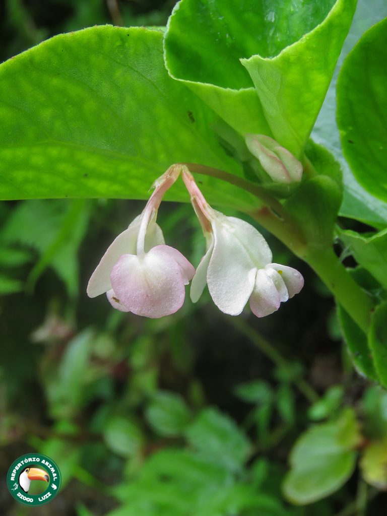 Begonia semperflorens