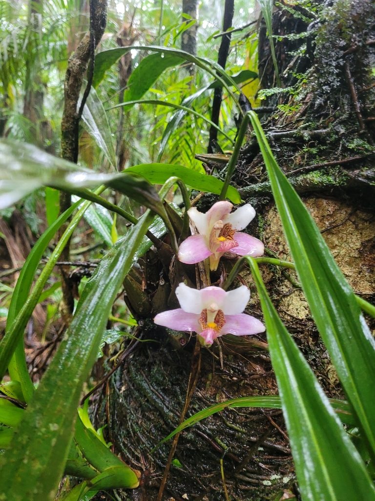 Bifrenaria