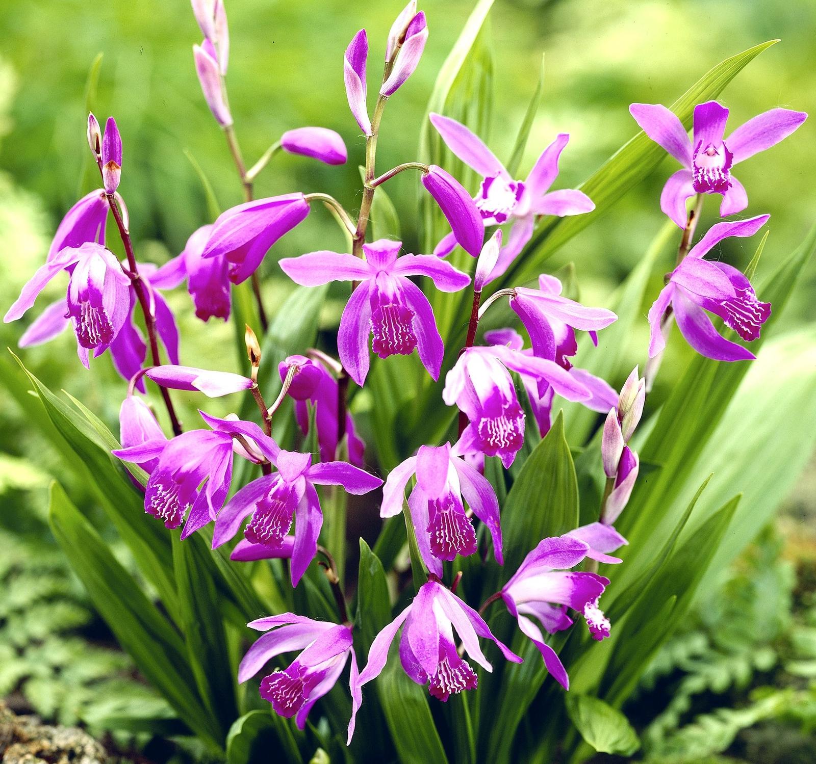 Bletilla striata