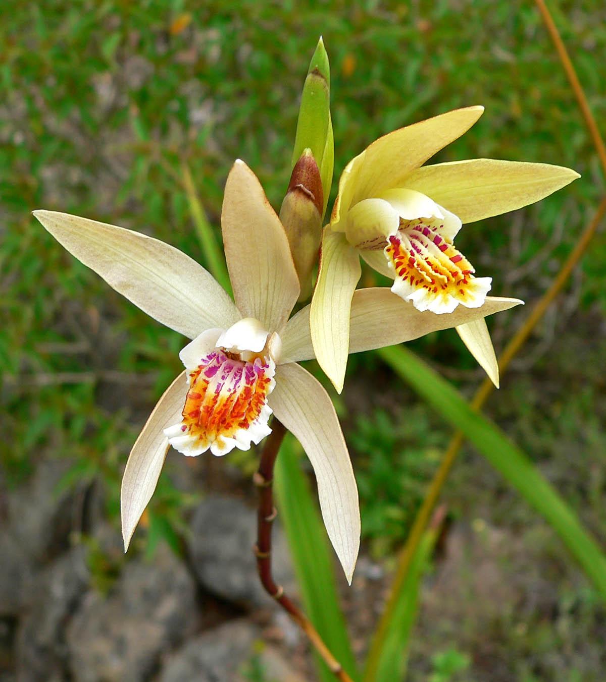 Bletilla
