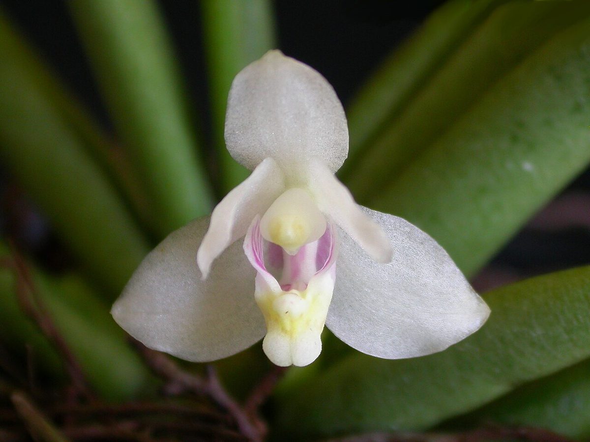 Brachypeza