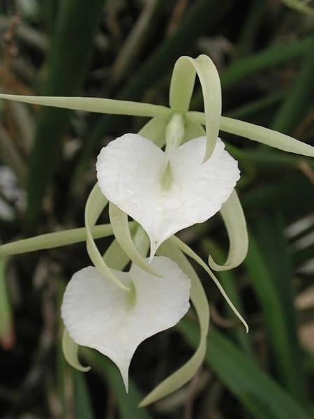 Brassavola nodosa