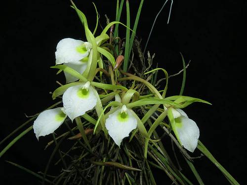 Brassavola