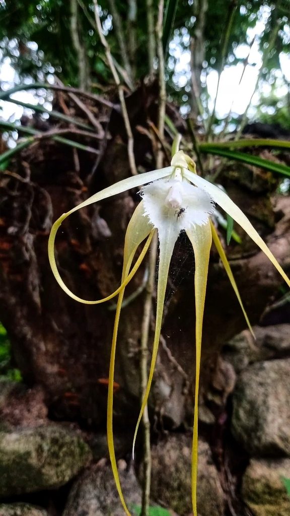 Brassavola appendiculata