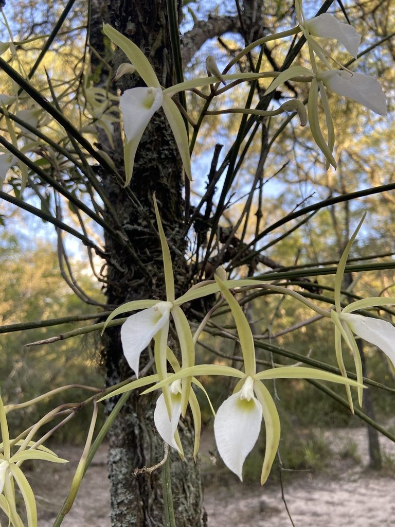 Brassavola tuberculata