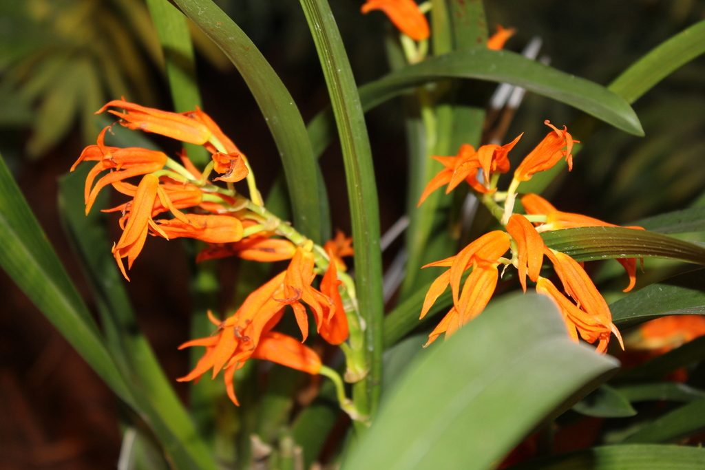 Brassia aurantiaca