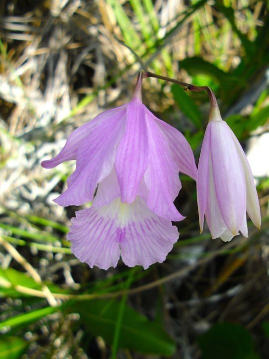 Broughtonia lindenii