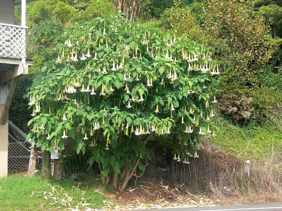 Brugmansia x candida