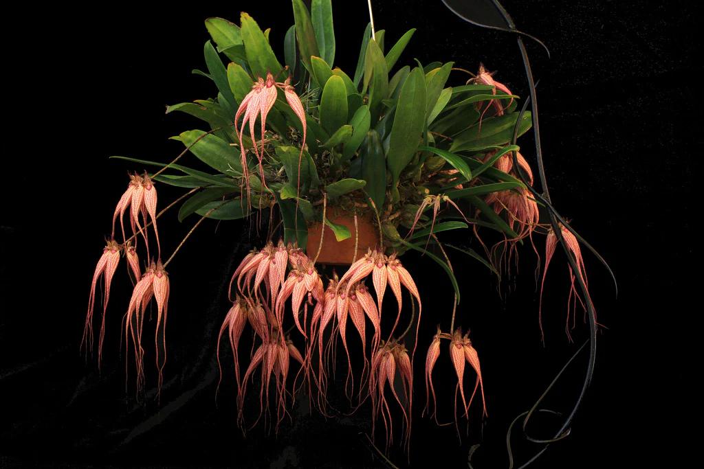 Bulbophyllum Elizabeth Ann 'Buckleberry'