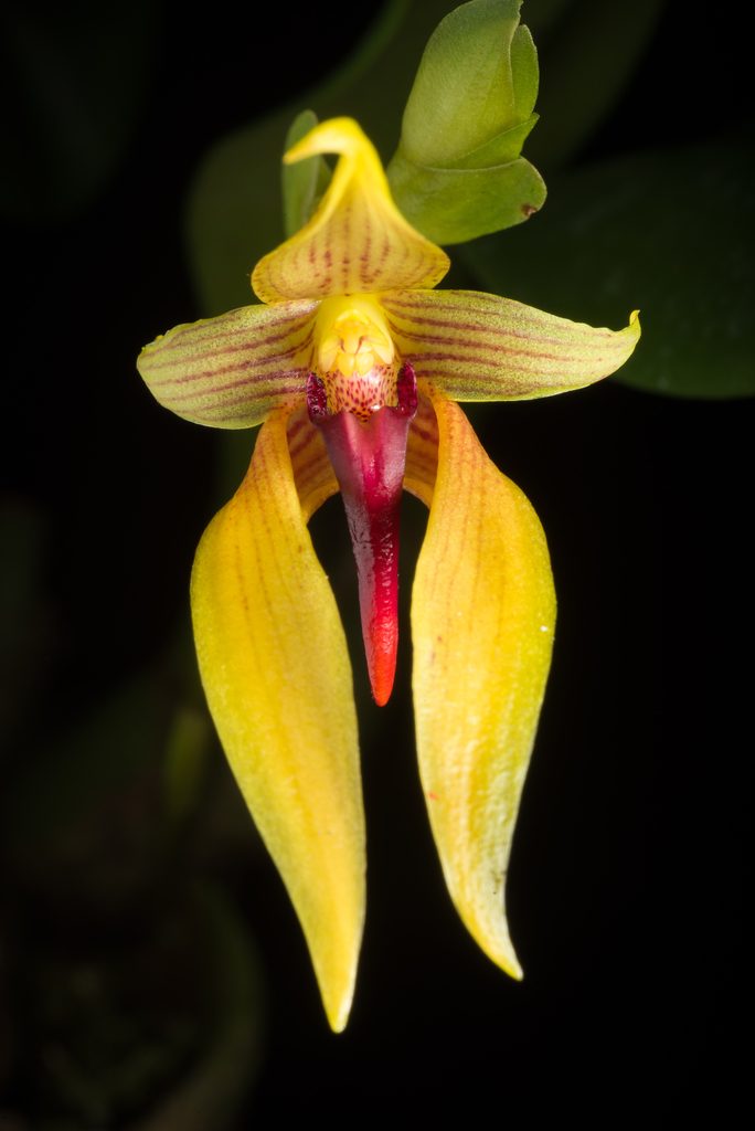 Bulbophyllum amplebracteatum