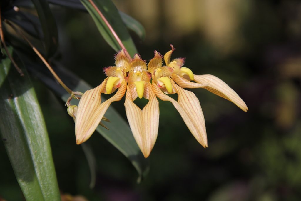 Bulbophyllum annandalei