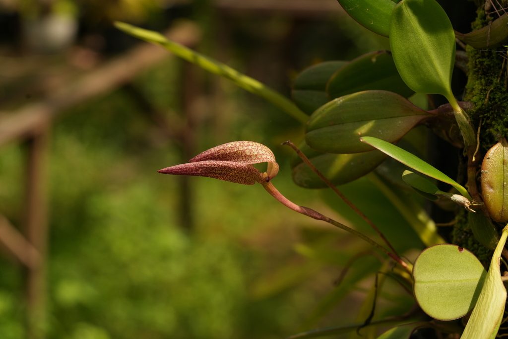 Bulbophyllum arfakianum