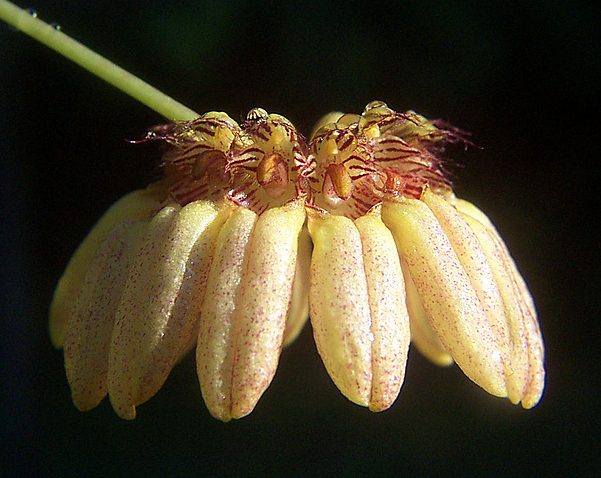 Bulbophyllum auratum