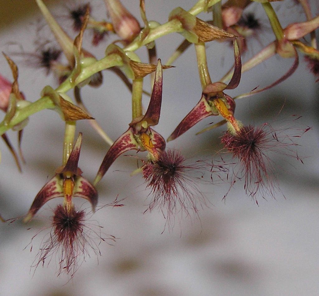 Bulbophyllum barbigerum