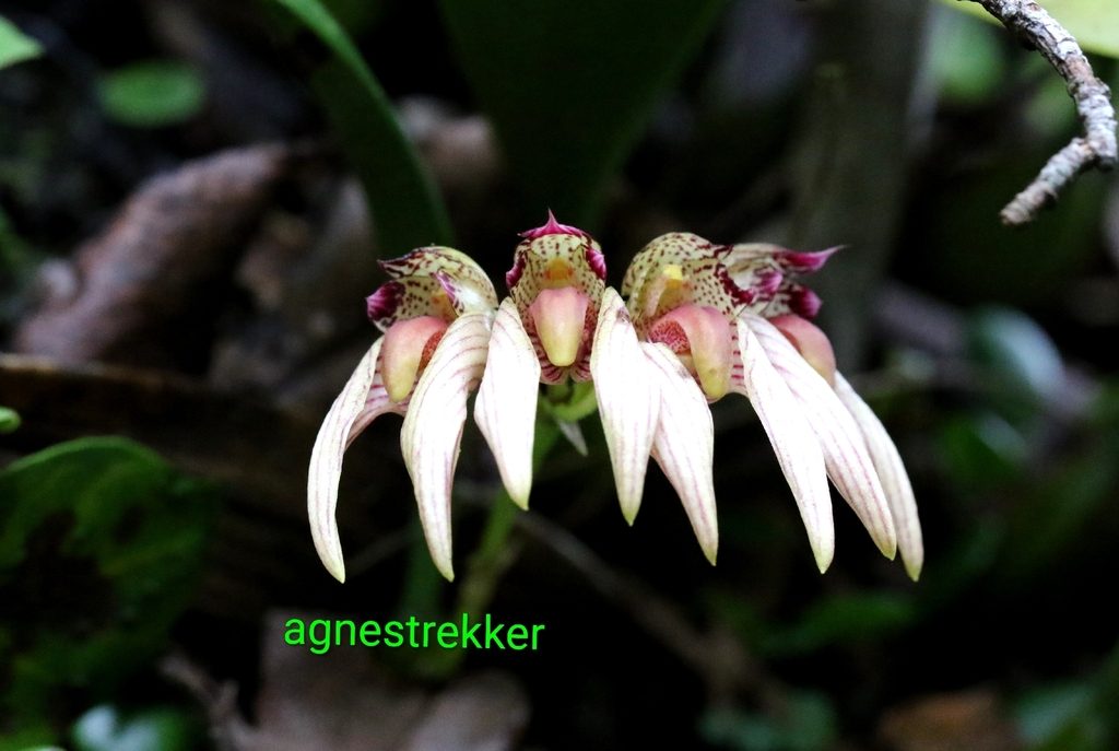 Bulbophyllum bicolor