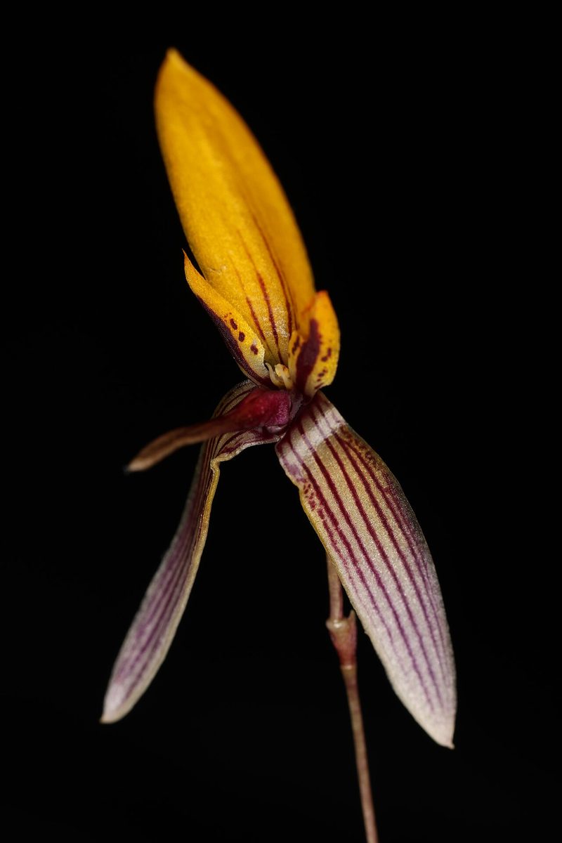 Bulbophyllum bolsteri