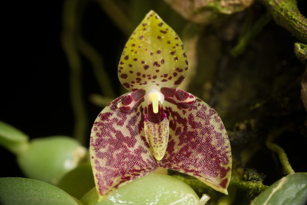Bulbophyllum cambodianum