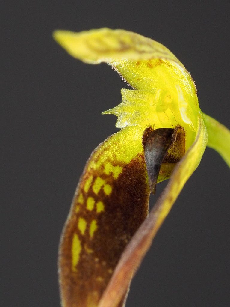 Bulbophyllum contortisepalum