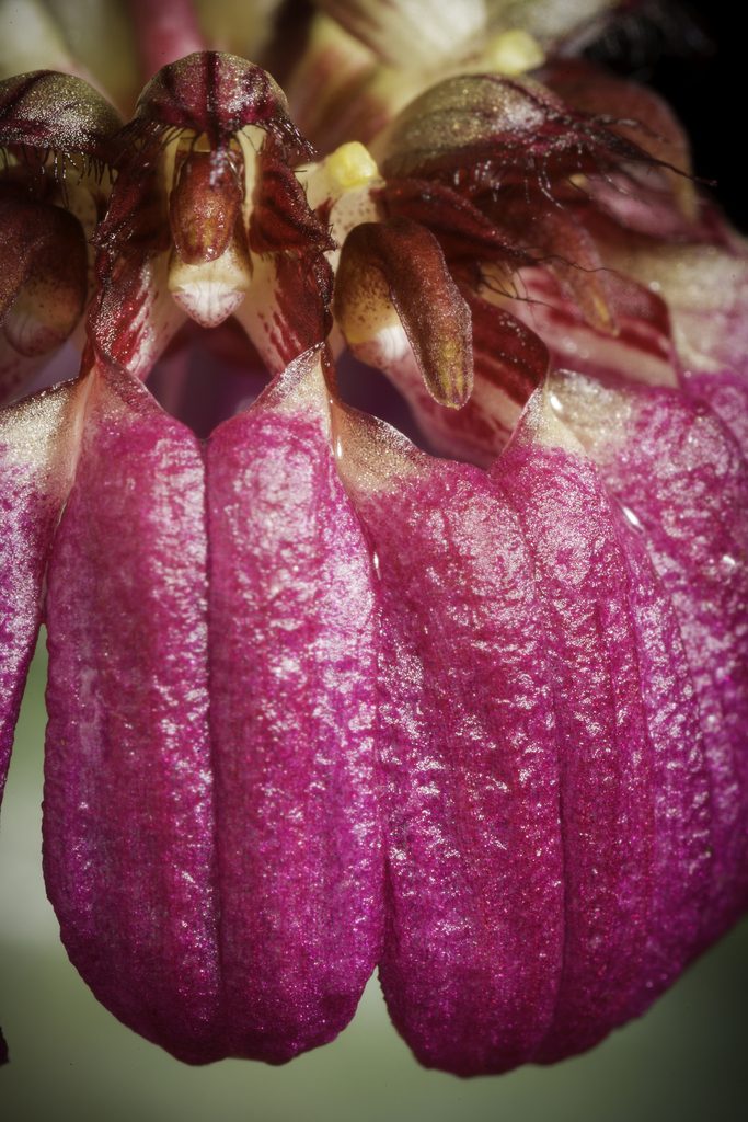 Bulbophyllum corolliferum