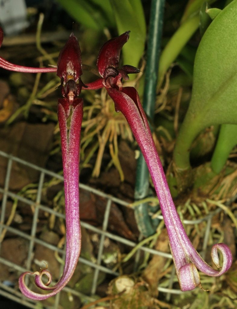 Bulbophyllum delitescens