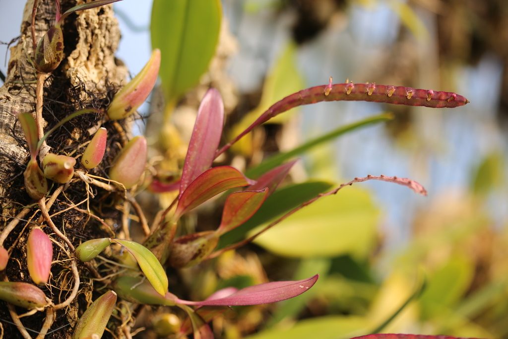 Bulbophyllum falcatum