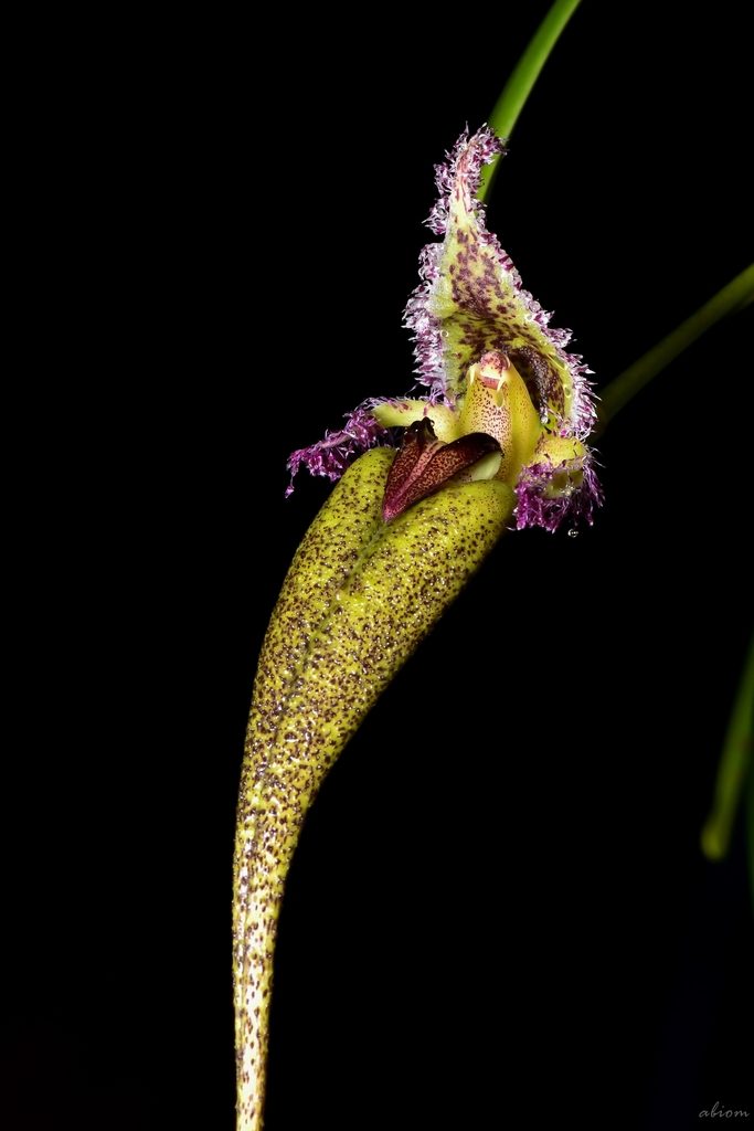 Bulbophyllum fascinator