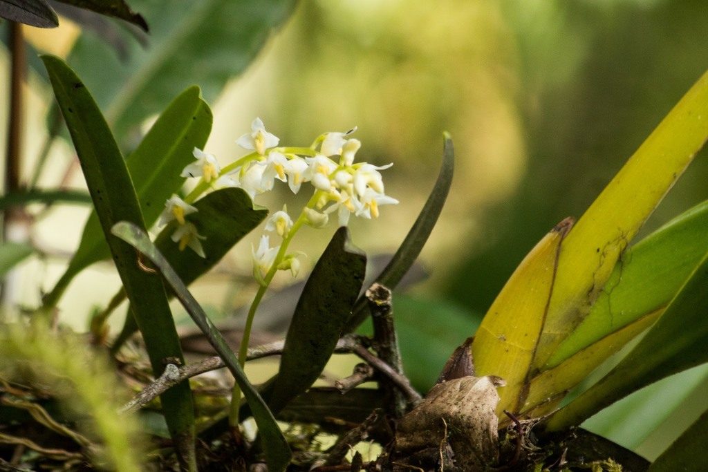 Bulbophyllum gibbosum