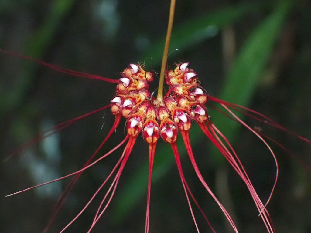 Bulbophyllum gracillimum