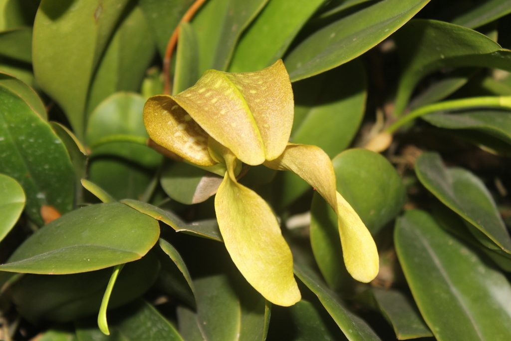 Bulbophyllum grandiflorum