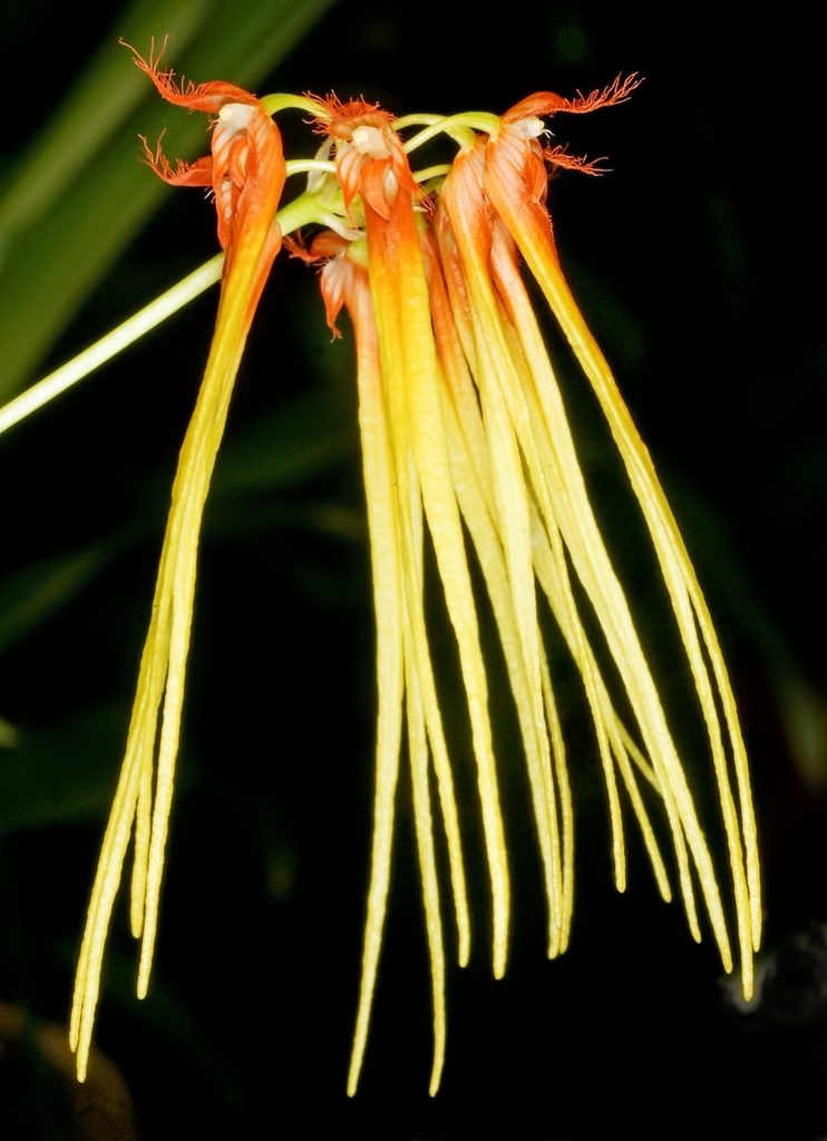 Bulbophyllum hirundinis