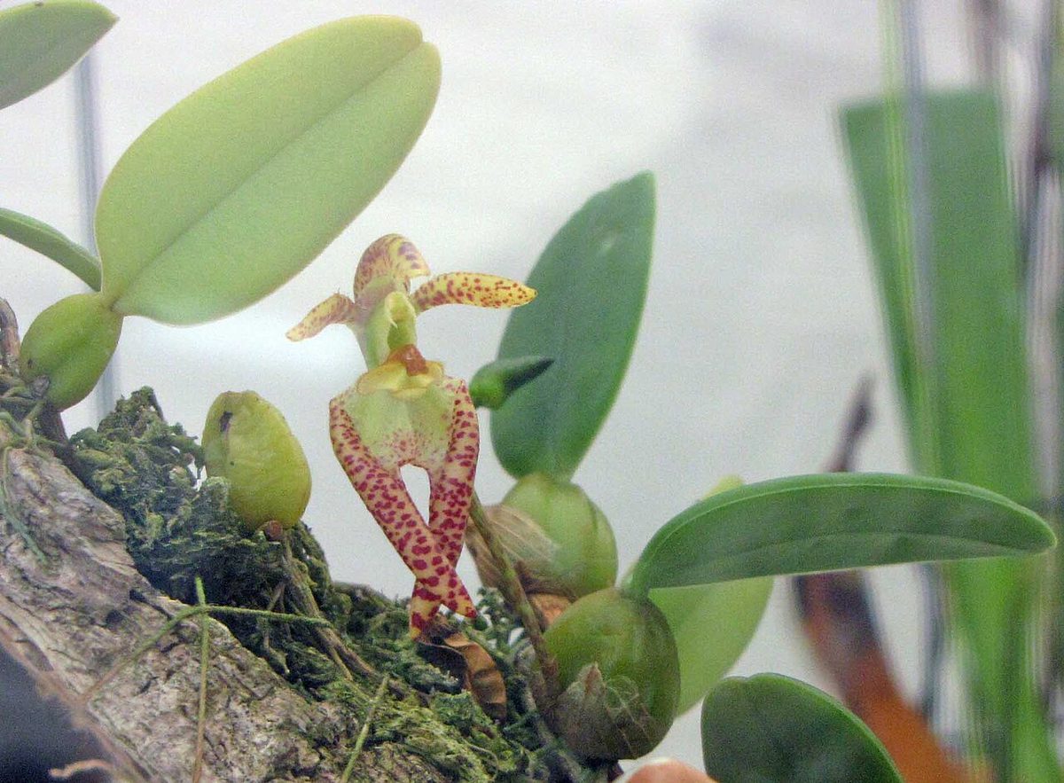 Bulbophyllum lasiochilum