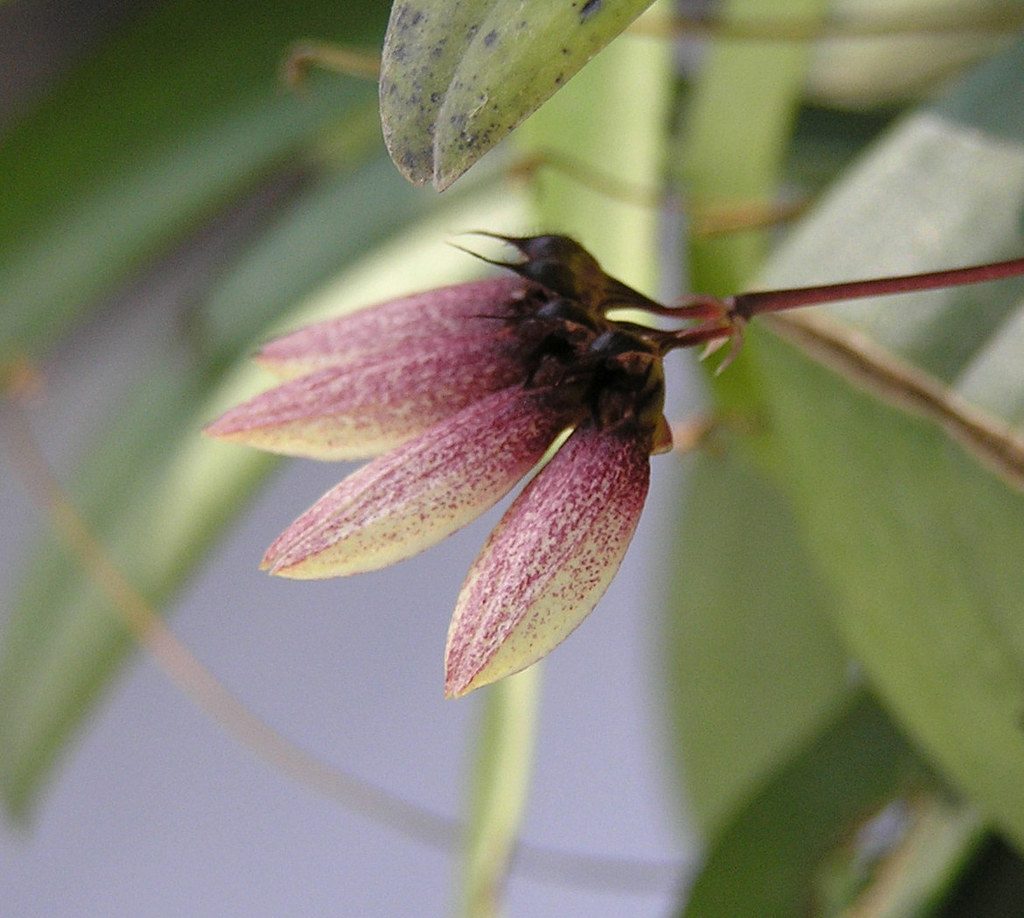 Bulbophyllum lepidum