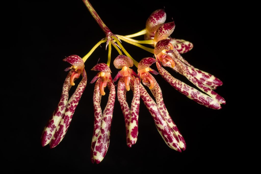 Bulbophyllum longiflorum