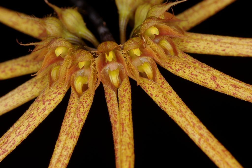 Bulbophyllum Daisy Chain