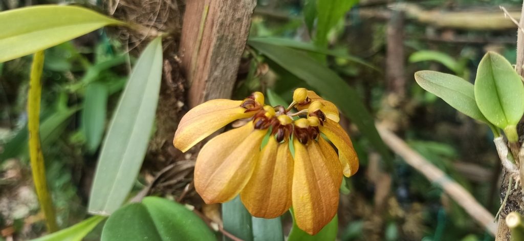 Bulbophyllum mastersianum