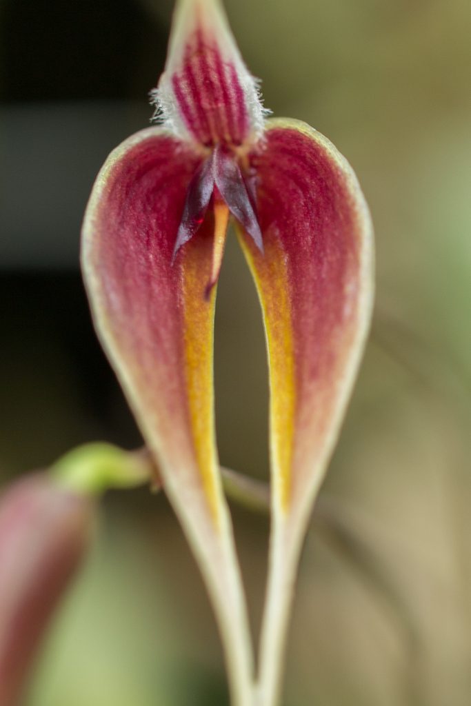 Bulbophyllum maxillare