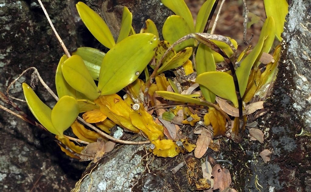 Bulbophyllum maximum