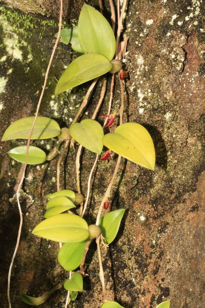 Bulbophyllum membranaceum
