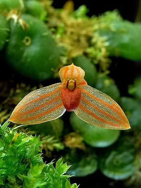 Bulbophyllum moniliforme