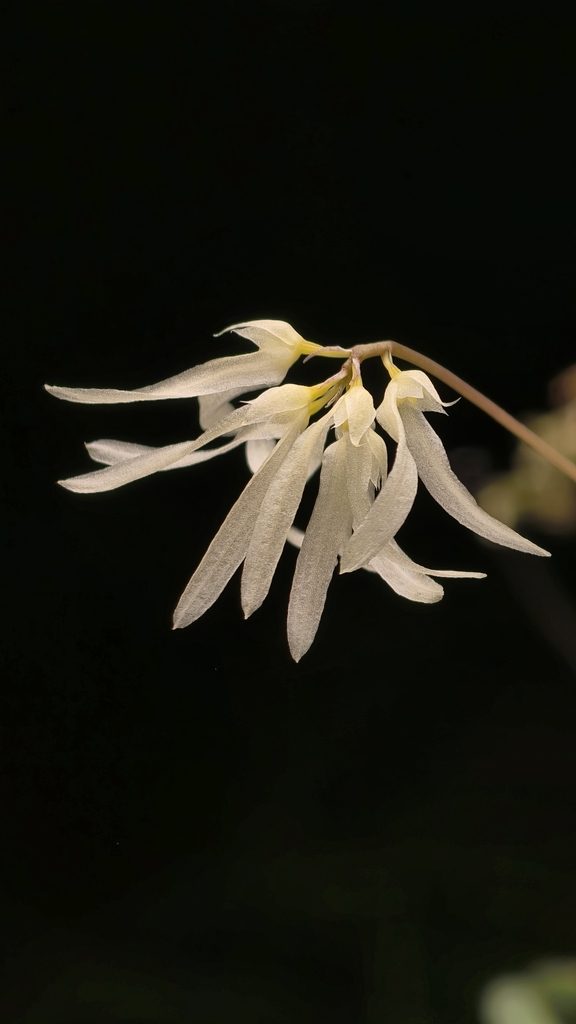 Bulbophyllum othonis