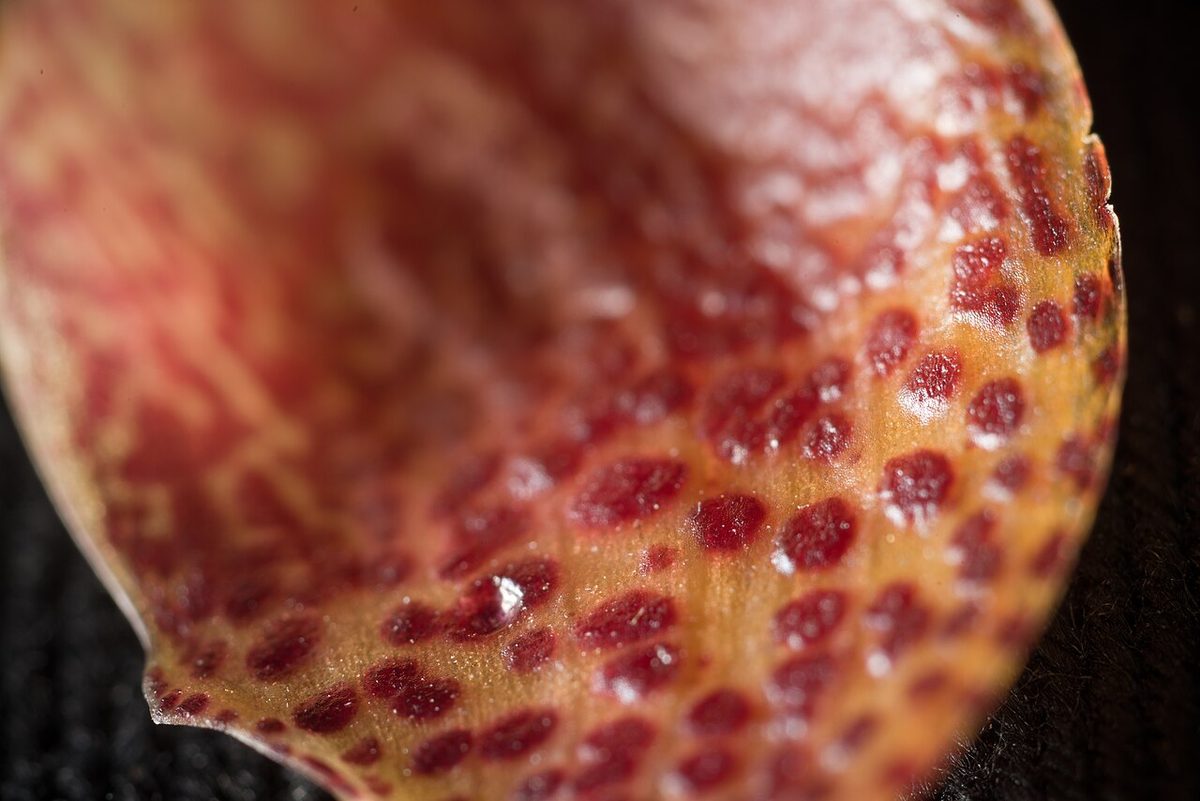 Bulbophyllum pardalotum