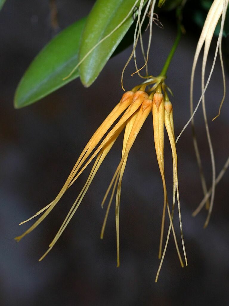 Bulbophyllum pecten-veneris