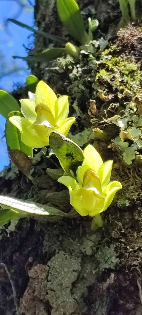 Bulbophyllum pectinatum