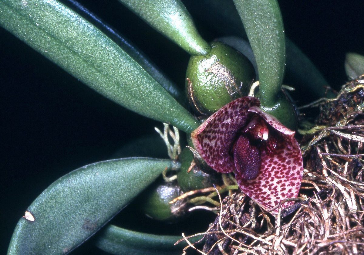 Bulbophyllum pictum
