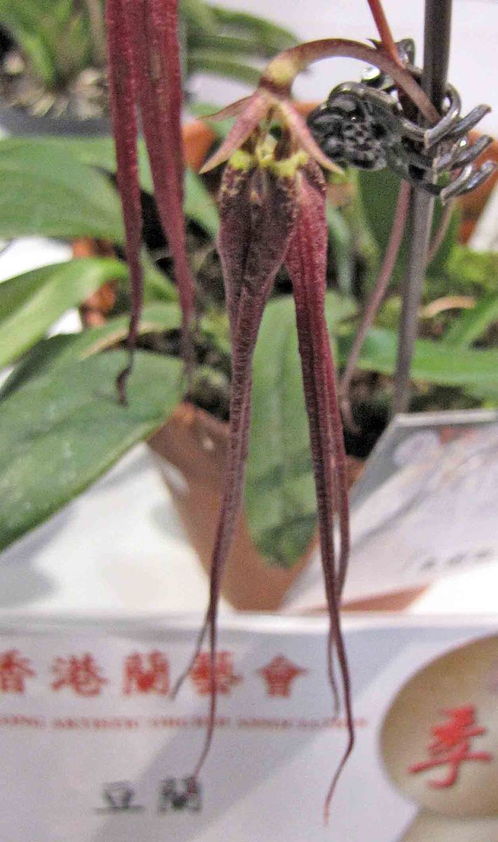 Bulbophyllum plumatum