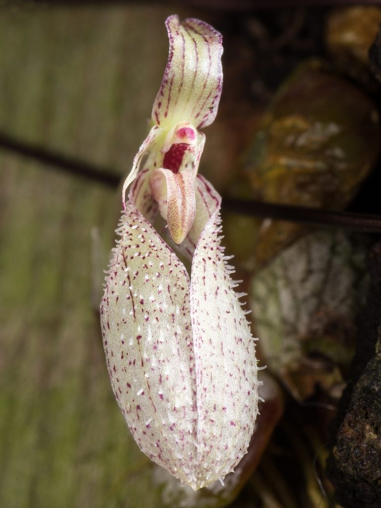 Bulbophyllum polliculosum