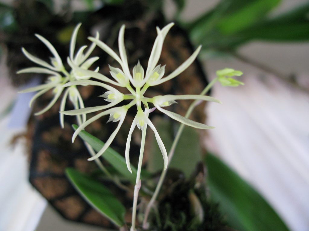 Bulbophyllum purpurascens