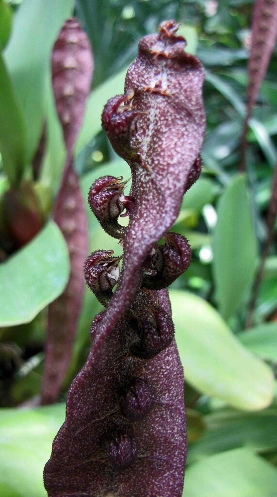Bulbophyllum purpureorhachis